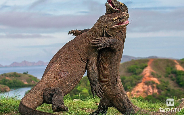 Водный мир острова Комодо