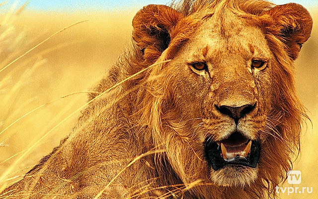 Царство животных