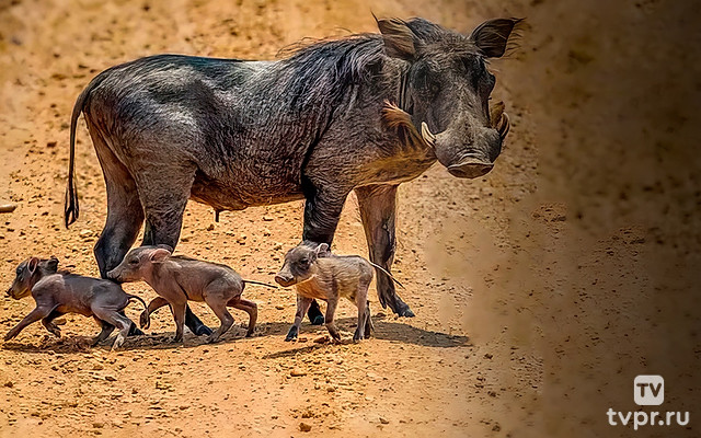 Три маленьких бородавочника