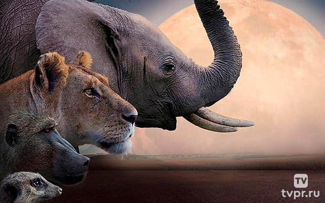 Kalahari, Land of Secrets Alliances