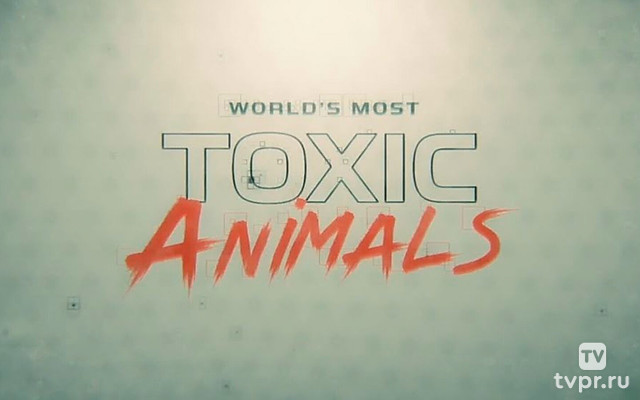 Самые ядовитые животные мира