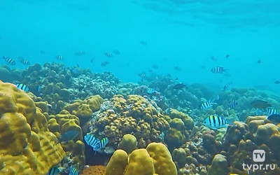 Подводный мир Андаманского моря