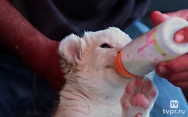 Любовь к домашним питомцам