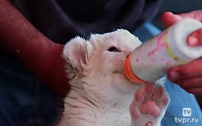 Любовь к домашним животным