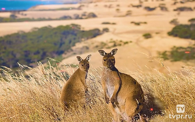 Что спрятали в Австралии? О чем предпочитают молчать историки!