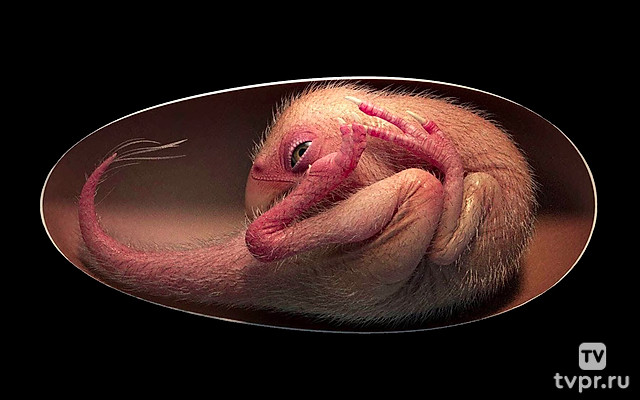 Динозавры XXI века