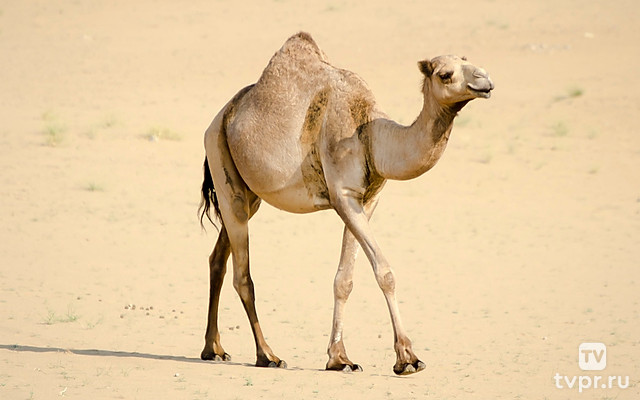 Возвращение верблюдовых