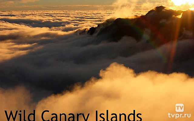 Дикая природа Канарских островов