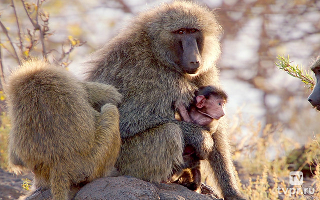 Дикая семейка бабуинов