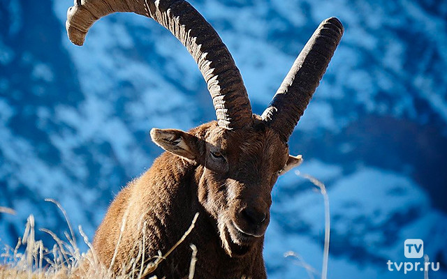 Козерог - властелин гор