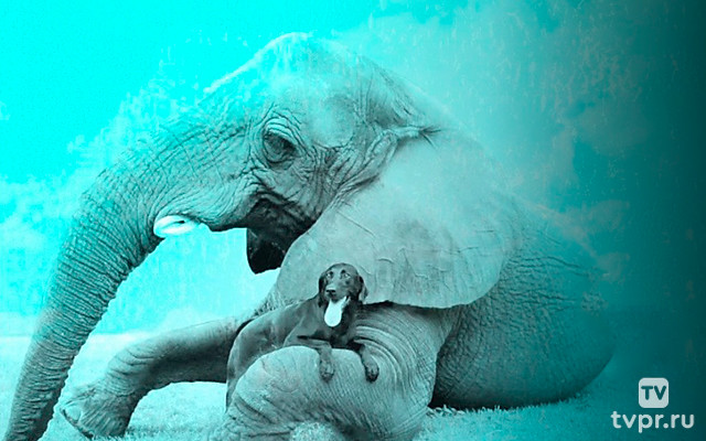 Лучшие друзья