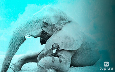 Лучшие друзья собаки