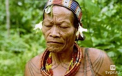 Хранители дождевого леса