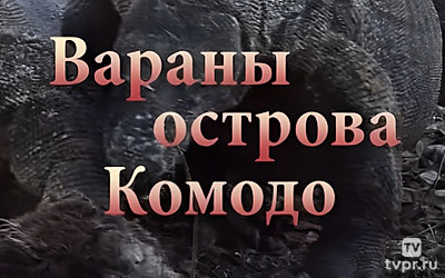 Вараны острова Комодо