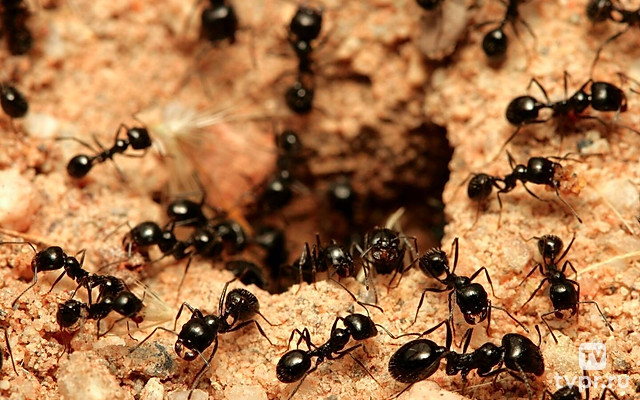 Царство муравьёв