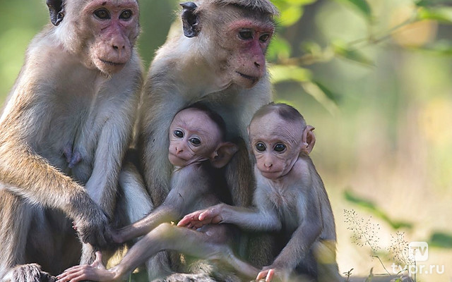 Малыш бабуин и его семья