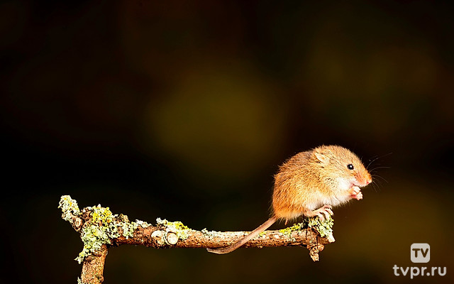 Аэлия, мышь-малютка