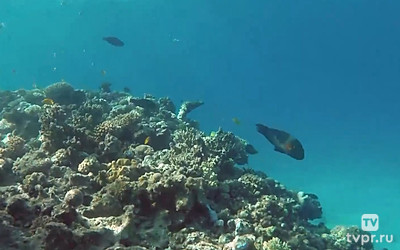 Подводный мир