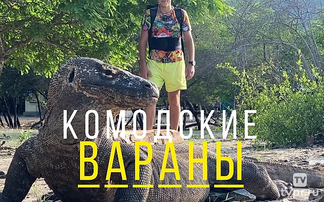 Комодские вараны - Павел Макаров