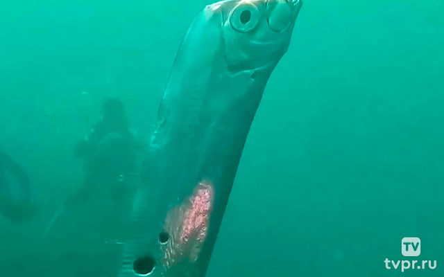 Гигантская морская змея