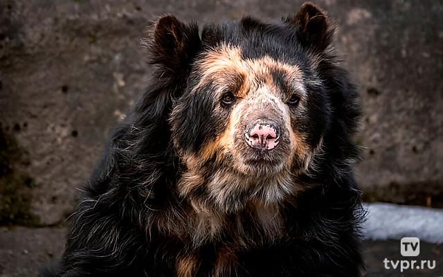 Тайная жизнь очкового медведя