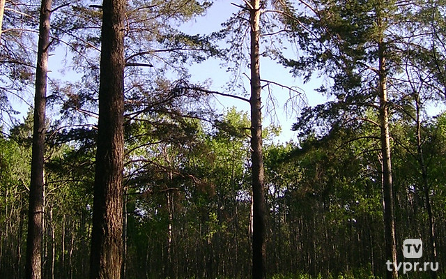 Кунеевский лес