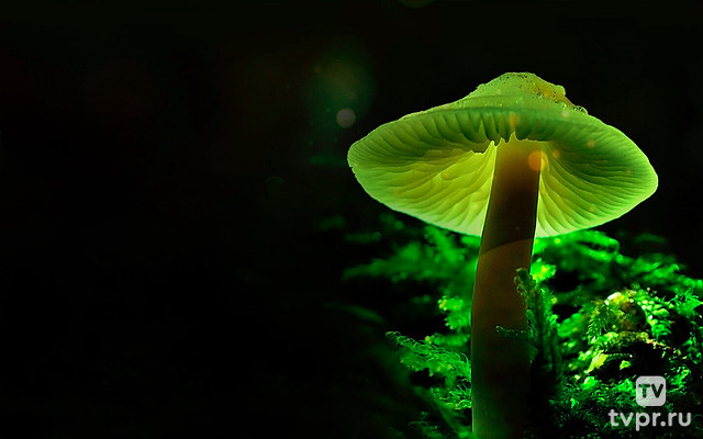 Королевство. Как грибы создали этот мир