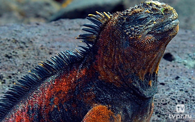 Галапагосы: На краю земли