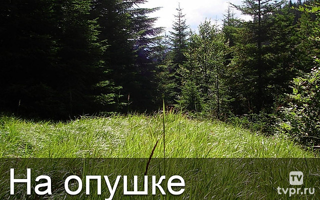 На опушке