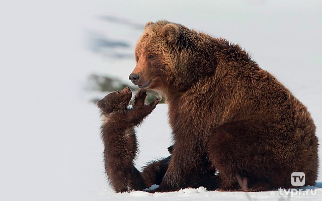 Медведи Камчатки