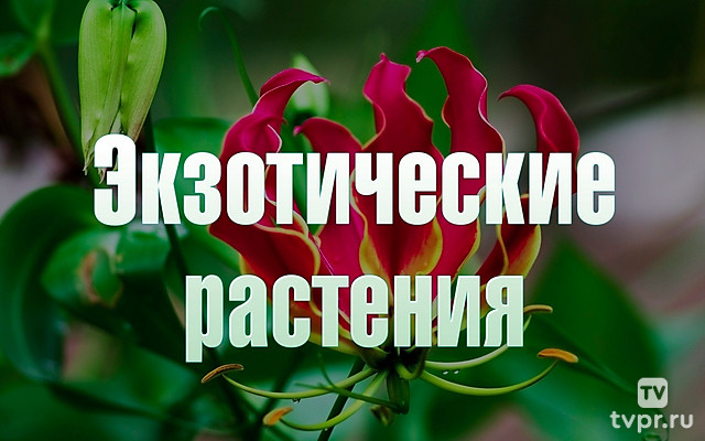 Экзотические растения