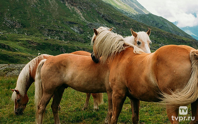 Лошади на холмах