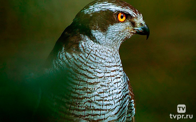 Охотники Средиземноморья