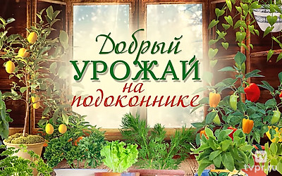 Добрый урожай на подоконнике