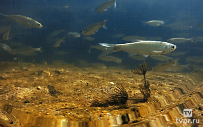 Там, где хозяйничают птицы и рыбы