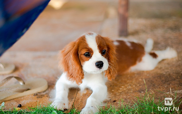 Время с любимцами