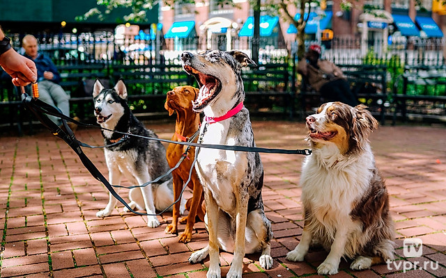 Секреты домашних животных
