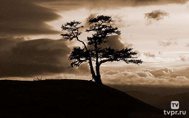 Of Trees and Forests. The Invisible World