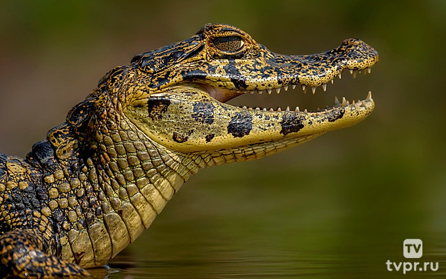 Кайман и роковое болото