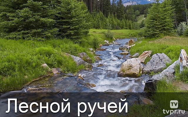 Лесной ручей