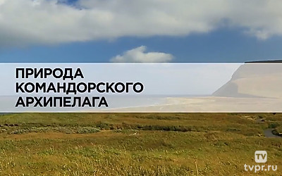 Природа Командорского архипелага