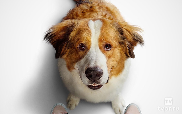 Собачья жизнь 2