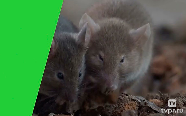 Возрождение жизни в шахте