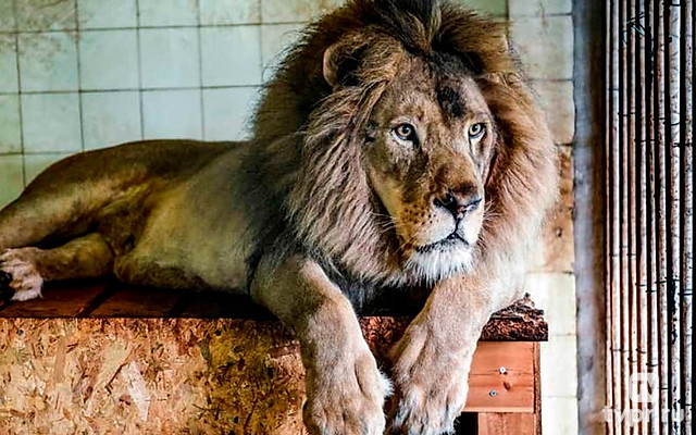 Зоопарк или золотая клетка?