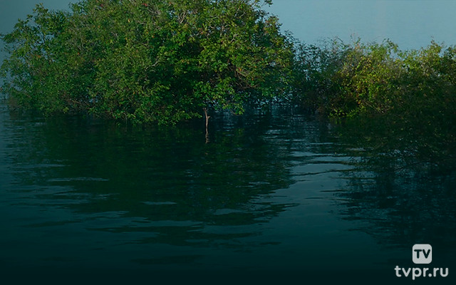 The Sunken Forest