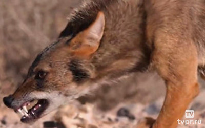 Дикие собаки
