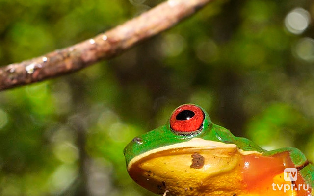 Extraordinary Ecosystems