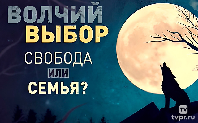 Волчий выбор. Свобода или семья?