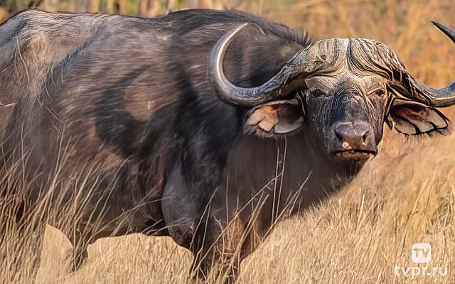 Банды Африки