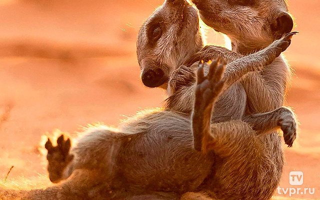 Поместье сурикатов: восхождение династии